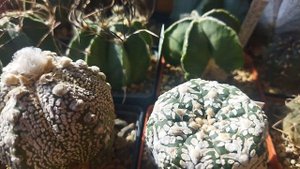 Уход за кактусами осенью. Подготовка кактуса к зимовк?