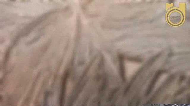 Royal Ballet - коллекция от Prestige Color смотреть онлайн