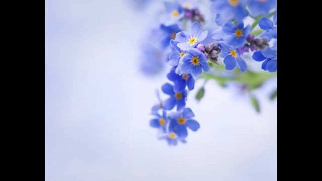 Песня НЕЗАБУДКА смотреть онлайн