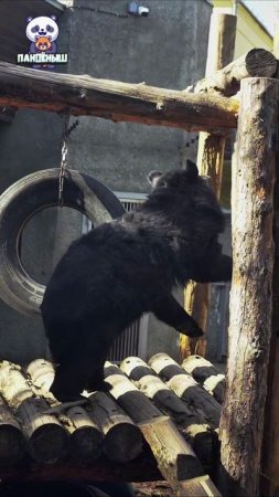 🐻 Медведица Фаня наслаждается солнышком и ленивым поиском вкусняшек, которые припрятали киперы