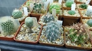 Выставка кактусов. Мои обновки. Turbinicarpus. Copiapoa. Уход за к