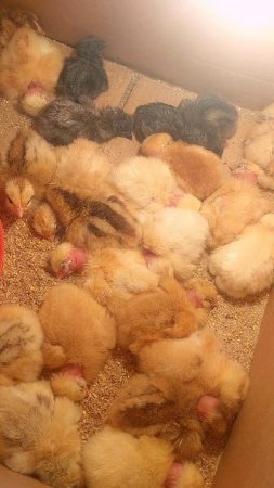 Тихий час 🐥