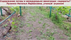 Содержание междурядий  на винограднике- сеять сидераты или нет? Польза и вред.