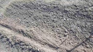 14.4.25г. Сею Лук БАТУН сорта ТОТЕМ!!!