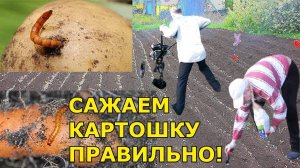 От лопаты до урожая: Как правильно посадить картофель?