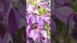 Цветы Клематис- память сердца 💗.clematis. # shorts