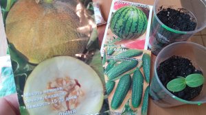 Сею дыни и арбузы. Результат второго посева огурцов. 🌱🍉🌱🥒🌱🍉🌱🥒🌱🍉🌱🥒🌱🍉