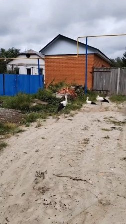 Лето в деревне