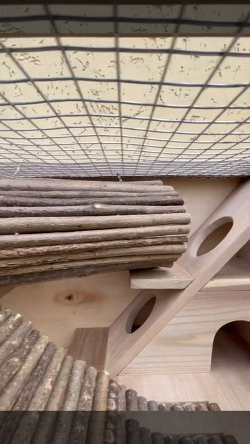 #Клетка для шиншил дегу белок #клетка #для шиншилл #для смотреть онлайн