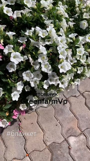 Вегетативная Петуния Бланкет Вайт #вегетативныерасте