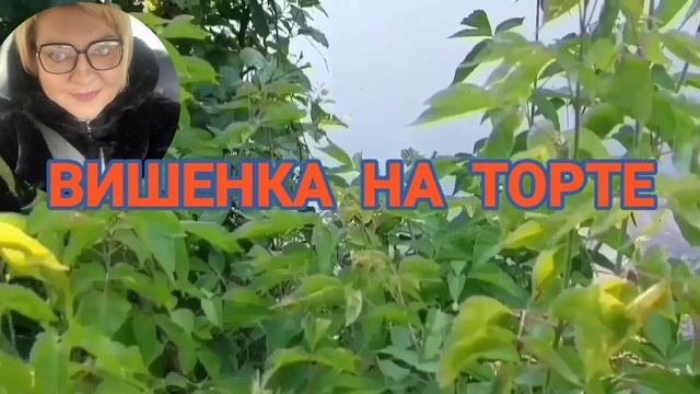 УГРОЖАЮТ ПОСАДИТЬ НА 20 ЛЕТ. ПИРАТСКАЯ ЖИЗНЬ. ОБЗОР. смотреть онлайн