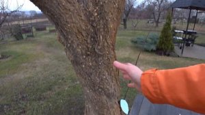 КОГДА БЕЛИТЬ Абрикос Зимой Чтобы Отложить Цветение Пр