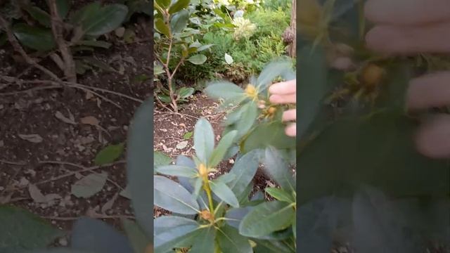 Начала осенние пересадки в саду смотреть онлайн