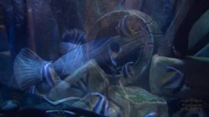 Зимовка с детьми в Таиланде. Пересадка в Дубае. Отель At