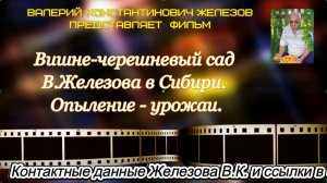 Вишне-черешневый сад В.Железова в Сибири. Опыление - урожаи.