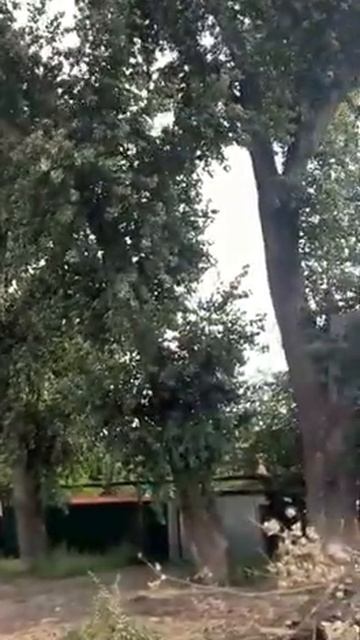 Проблемные тополя в Волгограде смотреть онлайн