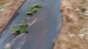 Бизнес на клубнике 🍓 Расходы на 1 сотку!!! Старт проект