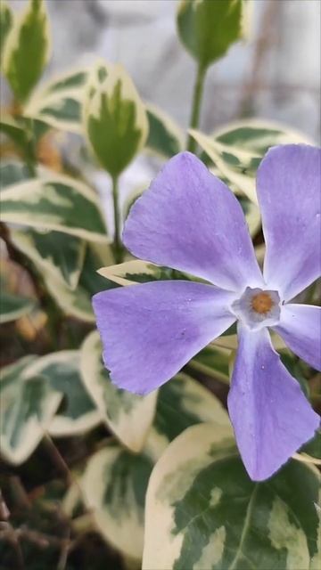 Барвинок малый (Vinca) 🌀🌀🌀