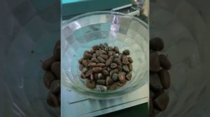 Как почистить кедровые орехи, Лайфхак!!!