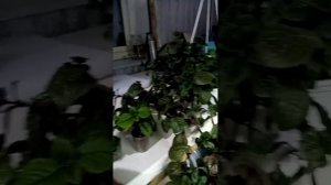 Плектрантус реснитчатый.