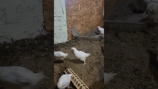 Всём доброго весеннего дня!