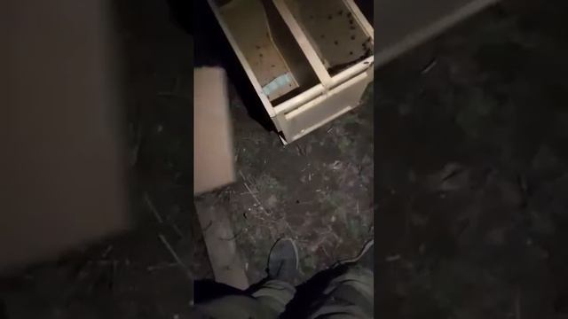 ночная пересадка пчелосемей часть 2