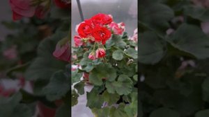 Юг Айседора Дункан