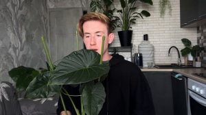 АЛОКАЗИИ / МОЯ КОЛЛЕКЦИЯ / Истеричные, потрясающие и оч