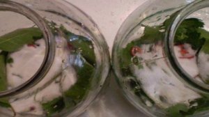 Огурчики на зиму