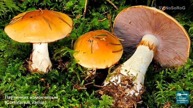 ГРИБЫ ПАУТИННИКИ ВСЕ ВИДЫ смотреть онлайн