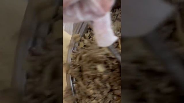 Пирог с начинкой из печени. смотреть онлайн