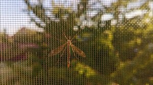 Огромный комар и москитная сетка