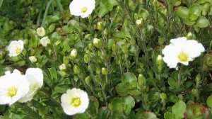 Низкорослое растение Аренария (Arenaria)