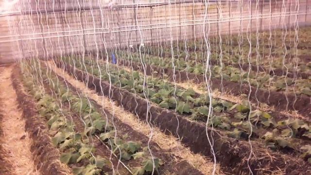 Обзор 2х Теплиц. Состояние рассады #землядел #garden #plants