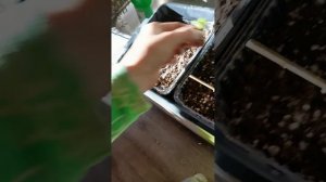 Размножение калибрахоа осенью