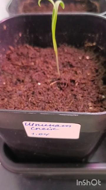 Как можно продавать такие семена???!!! #шпинат смотреть онлайн