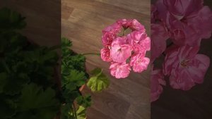 ЮВ-Королевский Шиповник- гибридная пеларгония.