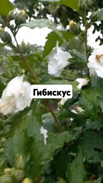 Гибискус белый весь в бутонах! просто усыпан бутонами? смотреть онлайн