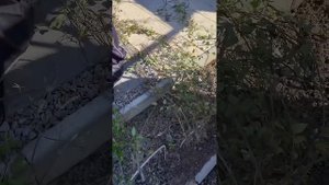 Нужна ли опора клематисам или и так сойдет?