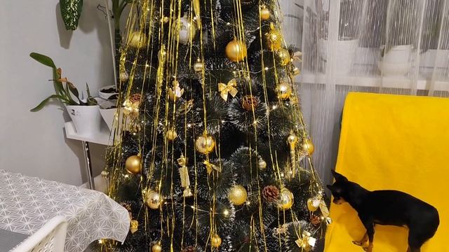 2024г. Готовлю в пароварке//Перестановка //Покупки на WB// Нарядили ёлку🎄//Меняю традиции🤗 смотреть онлайн