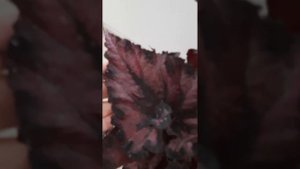 Бегония Аленький Цветочек