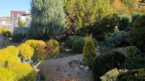 Тайна можжевельника🏡ГОЛУБАЯ СТРЕЛА🌲🍎🤓