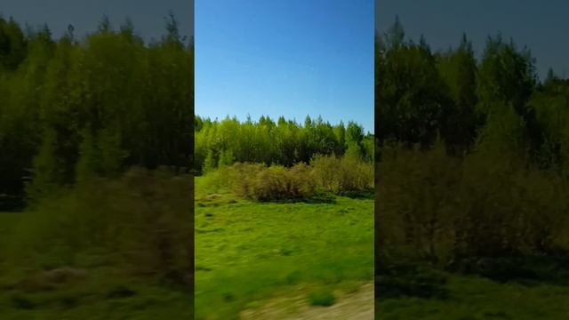 Роща лиственницы. По пути в Новую Ладогу.