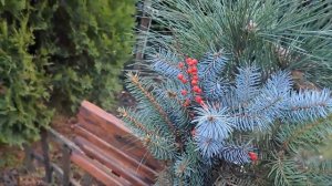 Новогодние композиции из хвойных веток 😍