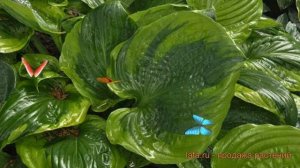 Хоста гибридная Сам оф Олл (sum of all) 🌿 обзор: как сажать,