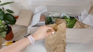 Распаковка комнатных растений в январе. ВЫЖИЛИ или ЗА?