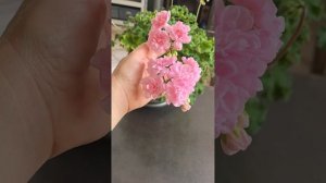 ЛиА Виктория Пеларгония