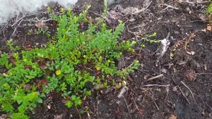 Клюква садовая и клюква лесная из семян. Клюква в гряд?