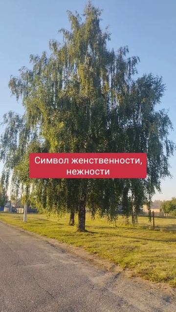 Здоровье без лекарств. Лист березы. Применение #полезн