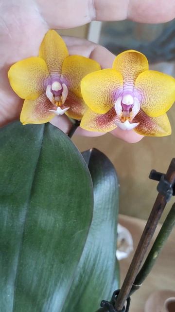 Орхидея фаленопсис Sogo Lawrence. Ароматный сорт. смотреть онлайн